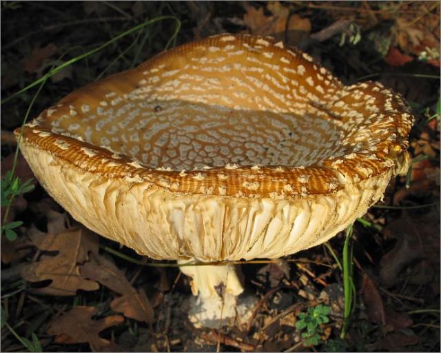 sm 089.jpg - The Fly Amanita (Amanita muscaria) changes color from a bright orange to yellow as it ages.